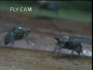 2mar_fly_cam.gif