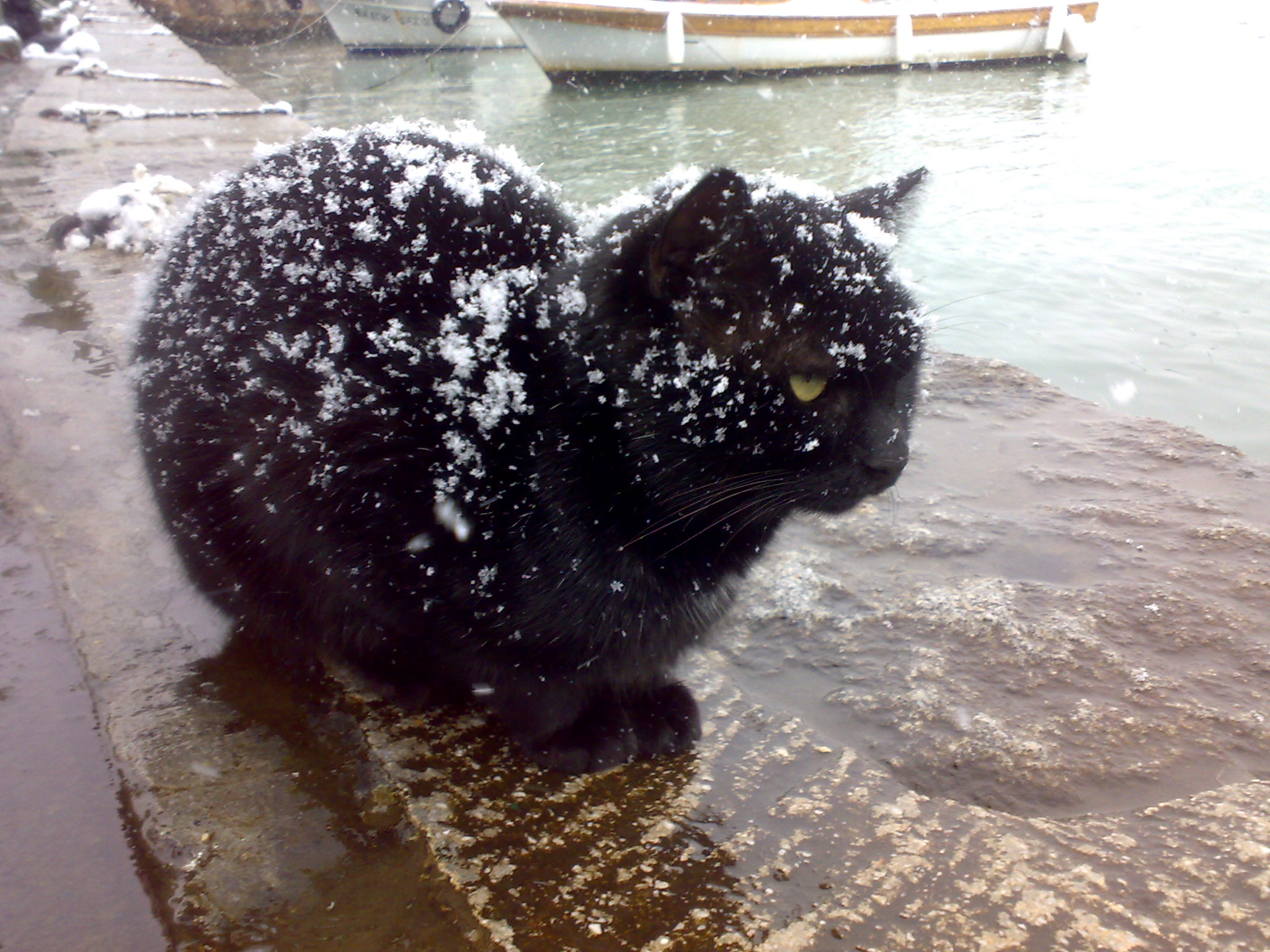 Black_cat_being_snowed_on.jpg