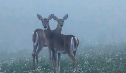 Two-deers-fog-HQ Rd.jpg