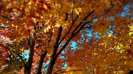 Fall Colors 1.jpg