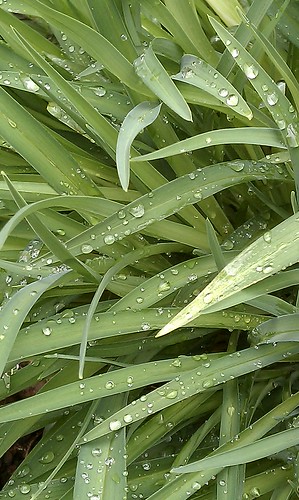 4581015299_8c103b04d4.jpg