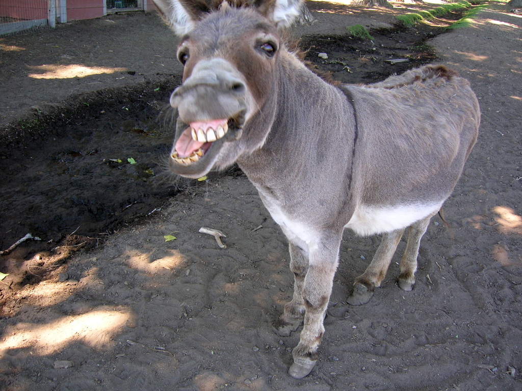 donkey1.jpg