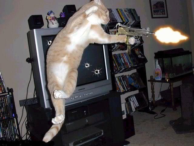 cat-with-gun.jpg