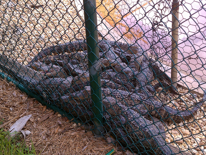 IMAG0064.jpg