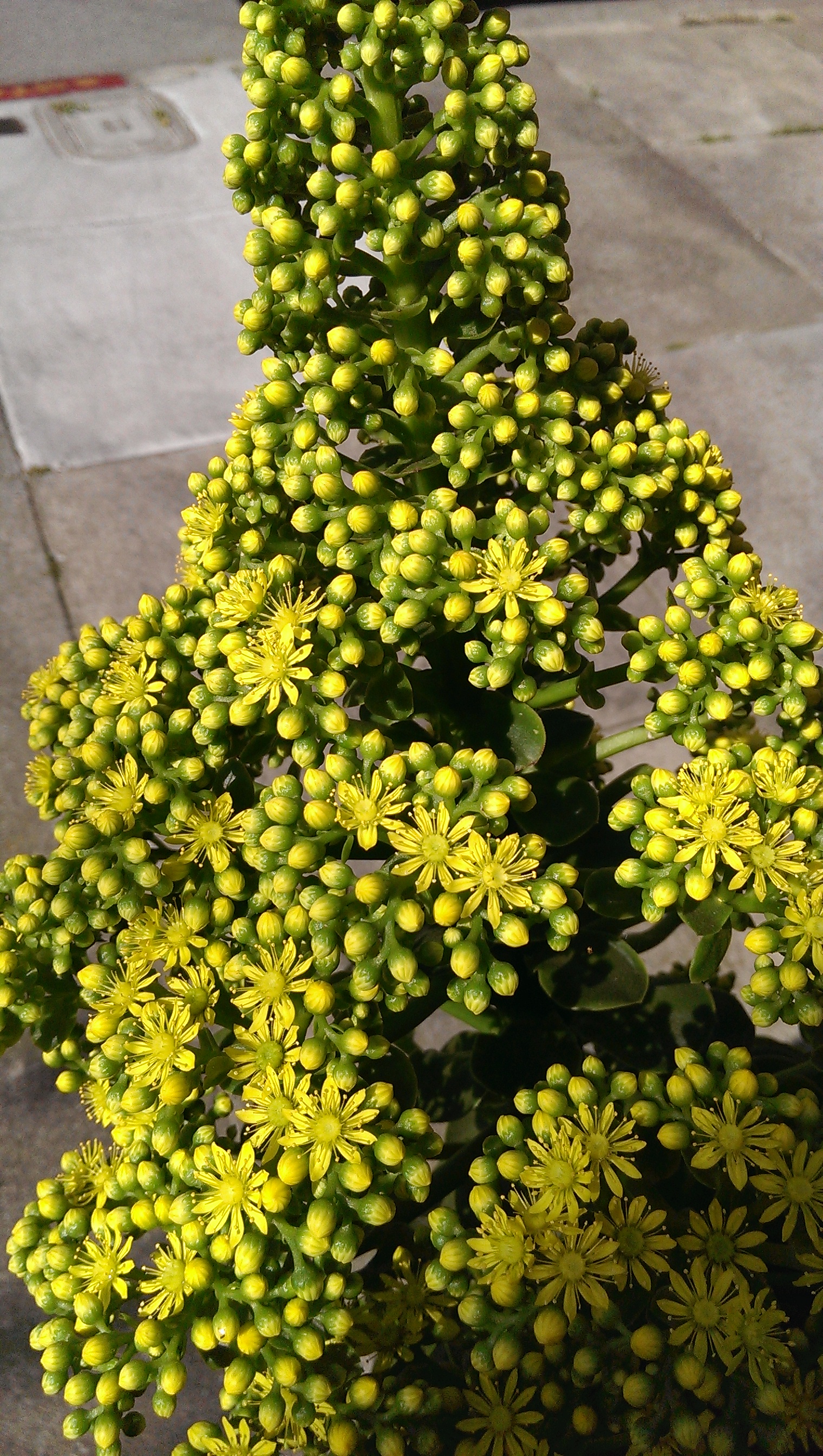 IMAG0027.jpg