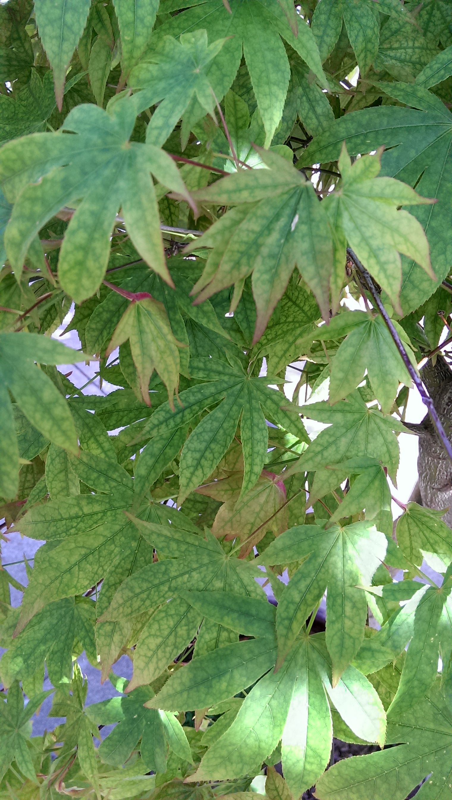 IMAG0018.jpg
