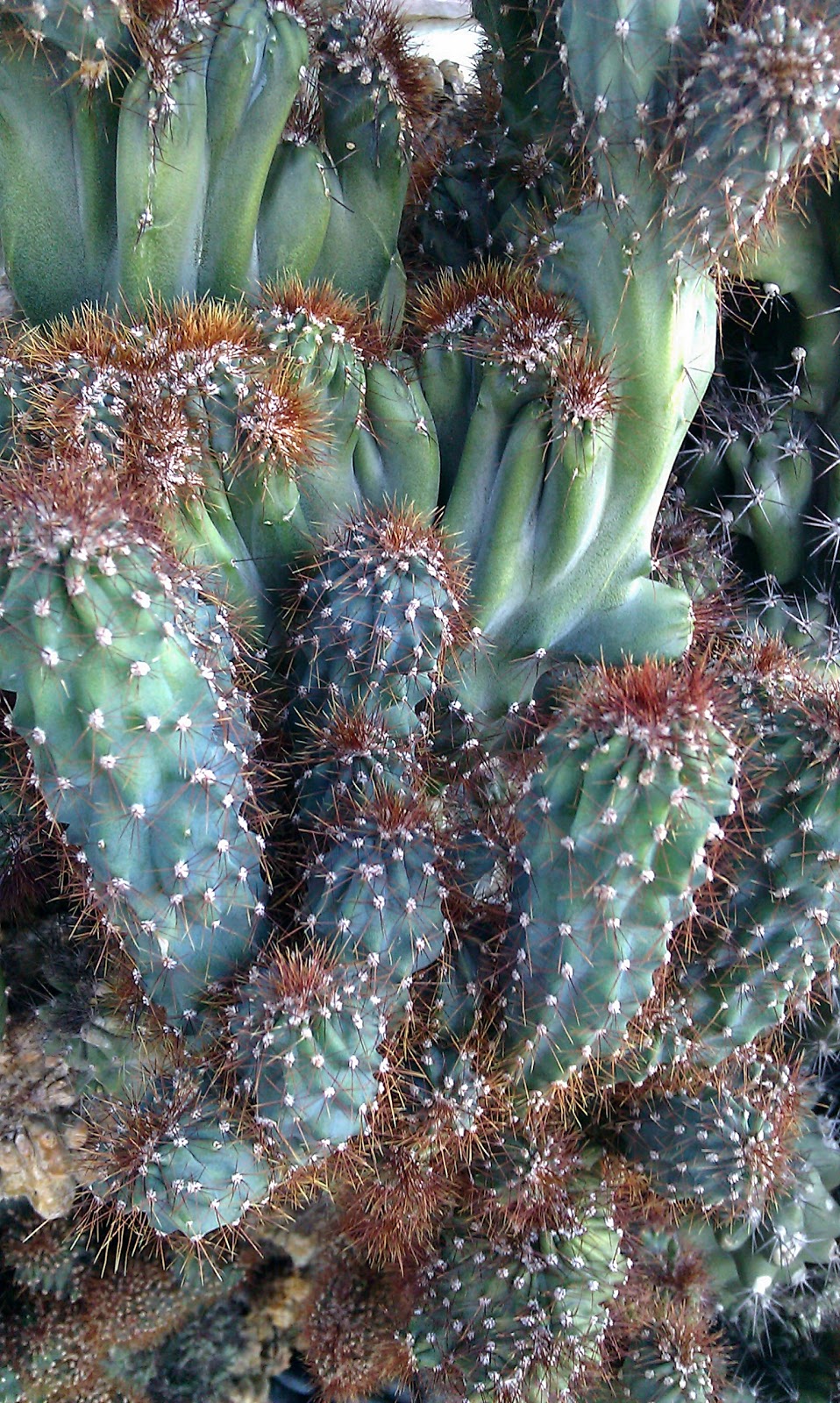 IMAG0006.jpg
