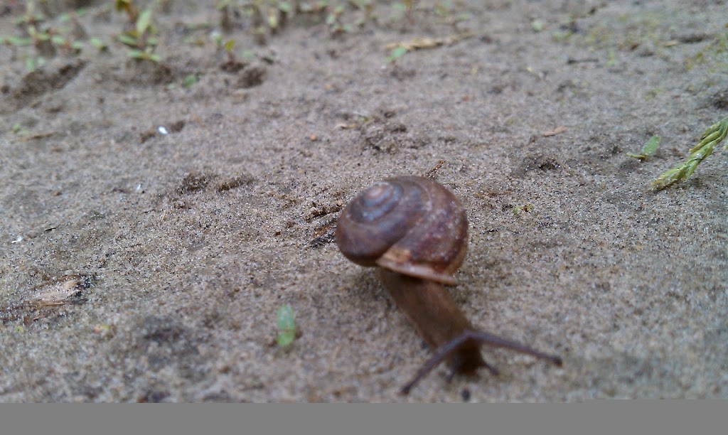 IMAG0040.jpg