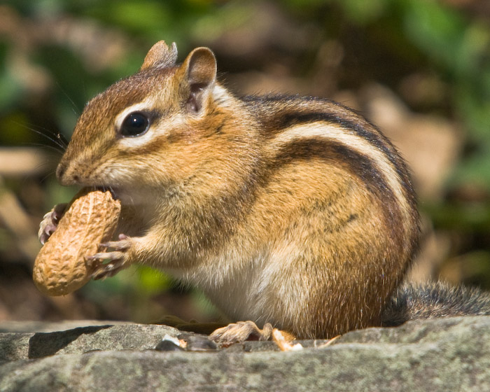 chipmunk-1216.jpg
