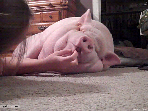 pigs8.gif