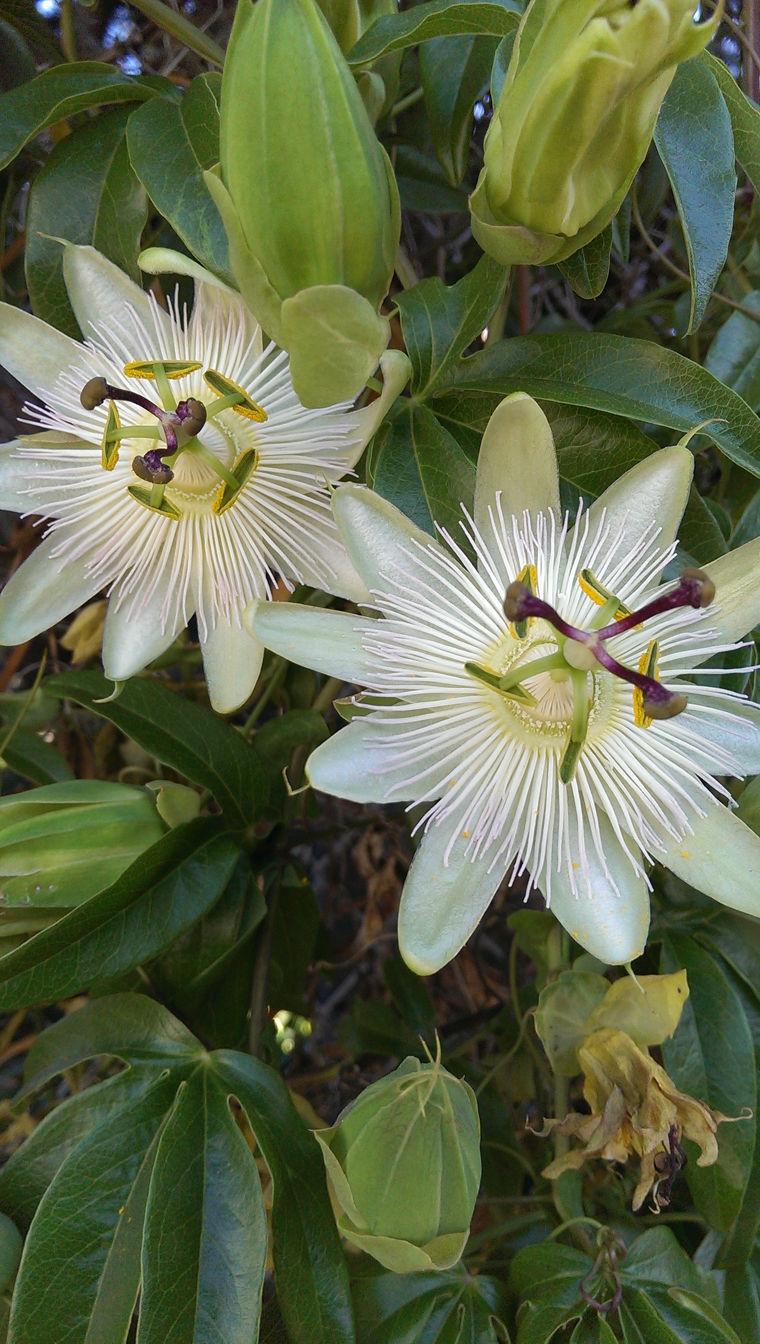 IMAG0175.jpg
