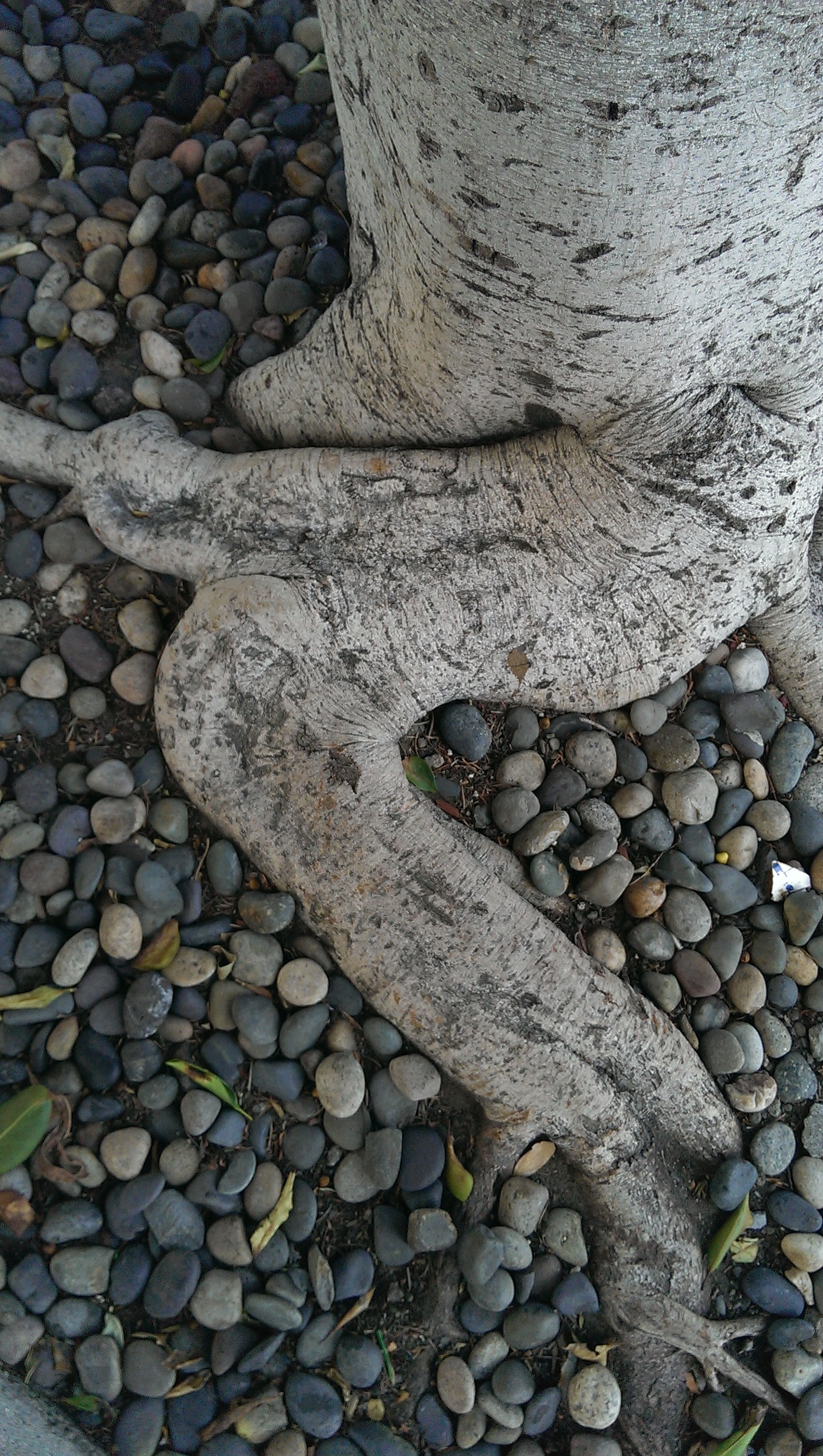 IMAG0182.jpg