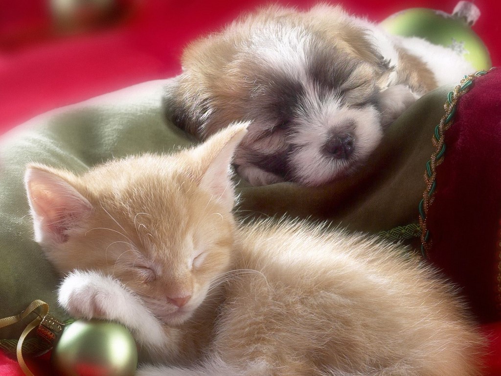 Sleepy_Whiskers,_Kitten_and_Puppy.jpg