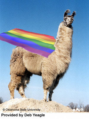 gay_llama_by_bonehd911-d2xqmsl.jpg