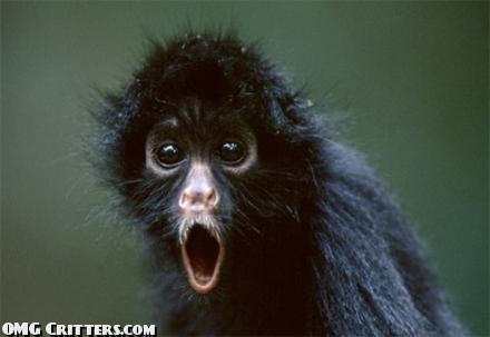 surprised-black-spider-monkey-funny-animal-picture.jpg